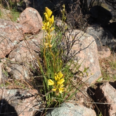 Bulbine glauca (Rock Lily) at Stromlo, ACT - 14 Aug 2021 by HelenCross
