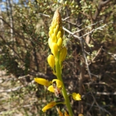 Bulbine glauca at Bullen Range - 14 Aug 2021