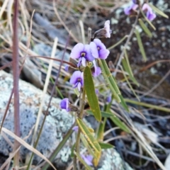 Hovea heterophylla (Common Hovea) at Lions Youth Haven - Westwood Farm A.C.T. - 15 Aug 2021 by HelenCross