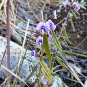 Hovea heterophylla at Kambah, ACT - 15 Aug 2021