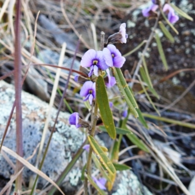 Hovea heterophylla (Common Hovea) at Kambah, ACT - 15 Aug 2021 by HelenCross