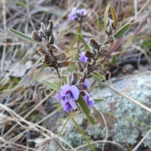 Hovea heterophylla at Kambah, ACT - 15 Aug 2021