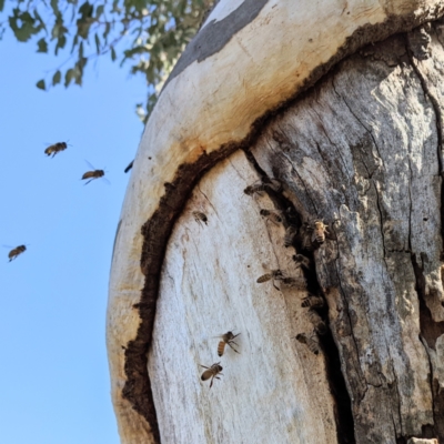 Apis mellifera (European honey bee) at Kambah, ACT - 17 Aug 2021 by HelenCross