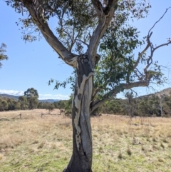 Apis mellifera at Kambah, ACT - 17 Aug 2021