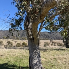 Apis mellifera at Kambah, ACT - 17 Aug 2021 01:21 PM