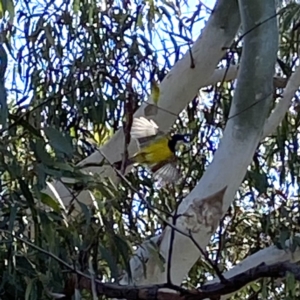 Pachycephala pectoralis at Yarralumla, ACT - 17 Aug 2021