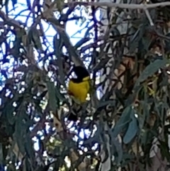 Pachycephala pectoralis at Yarralumla, ACT - 17 Aug 2021 01:00 PM