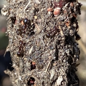 Papyrius sp. (genus) at Macarthur, ACT - suppressed