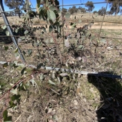 Papyrius sp. (genus) at Macarthur, ACT - suppressed