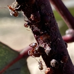 Papyrius sp. (genus) at Macarthur, ACT - suppressed