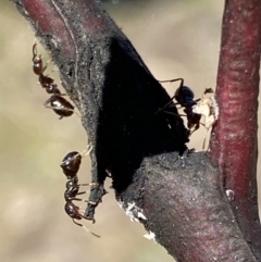 Papyrius sp. (genus) at Macarthur, ACT - suppressed