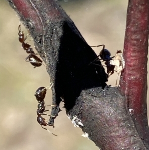 Papyrius sp. (genus) at Macarthur, ACT - 14 Aug 2021