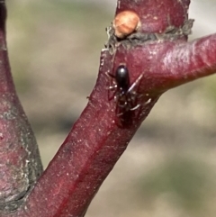 Papyrius sp. (genus) at Macarthur, ACT - suppressed