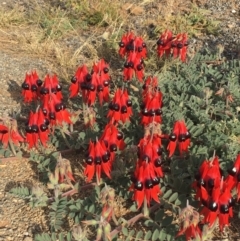 Swainsona formosa (Sturt's Desert Pea) at Tibooburra, NSW - 4 Jul 2021 by Ned_Johnston