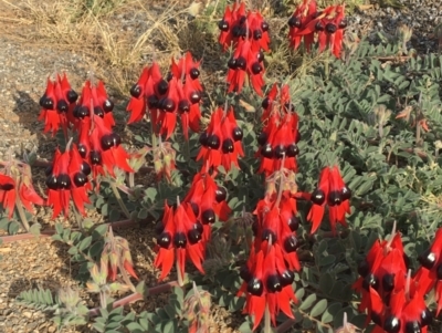 Swainsona formosa (Sturt's Desert Pea) at Tibooburra, NSW - 5 Jul 2021 by NedJohnston