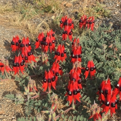 Swainsona formosa (Sturt's Desert Pea) at Tibooburra, NSW - 5 Jul 2021 by NedJohnston