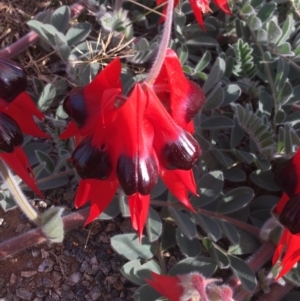 Swainsona formosa at Tibooburra, NSW - 5 Jul 2021