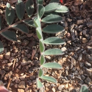 Swainsona formosa at Tibooburra, NSW - 5 Jul 2021