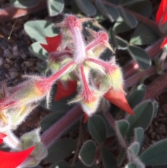 Swainsona formosa at Tibooburra, NSW - 5 Jul 2021