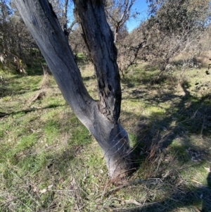 Papyrius sp. (genus) at Macarthur, ACT - suppressed