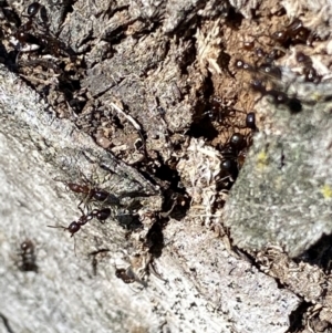 Papyrius sp. (genus) at Macarthur, ACT - suppressed