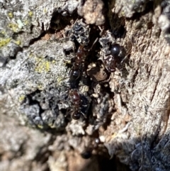 Papyrius sp. (genus) at Macarthur, ACT - suppressed