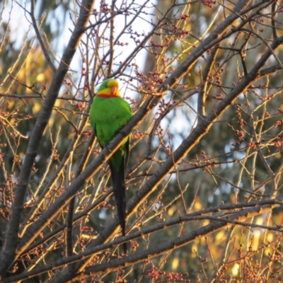 Polytelis swainsonii (Superb Parrot) at Sullivans Creek, Turner - 17 Aug 2021 by andrewchristie