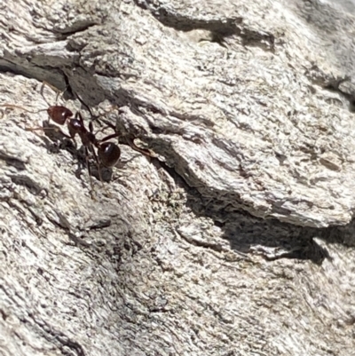 Papyrius sp. (genus) (A Coconut Ant) at Wanniassa Hill - 14 Aug 2021 by RAllen