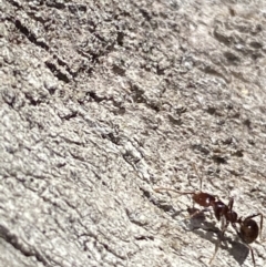 Papyrius sp. (genus) at Macarthur, ACT - 14 Aug 2021