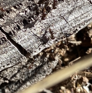 Papyrius sp. (genus) at Macarthur, ACT - suppressed