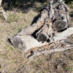 Papyrius sp. (genus) at Macarthur, ACT - suppressed