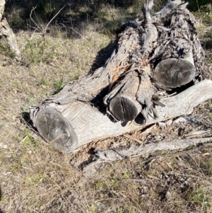 Papyrius sp. (genus) at Macarthur, ACT - suppressed