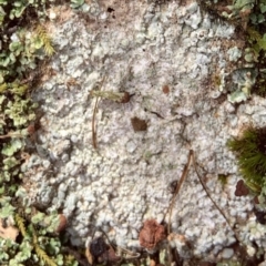Lichen - crustose at Murrumbateman, NSW - 17 Aug 2021 by SimoneC
