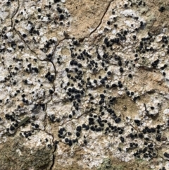 Lichen - crustose at Murrumbateman, NSW - 17 Aug 2021 by SimoneC