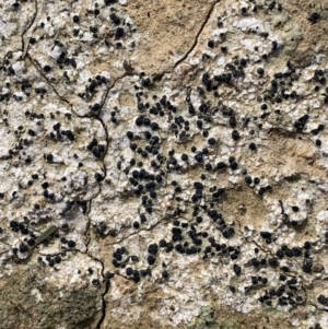 Lichen - crustose at Murrumbateman, NSW - 17 Aug 2021