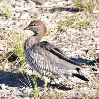 Chenonetta jubata (Australian Wood Duck) at Fyshwick, ACT - 30 May 2021 by Sammyj87