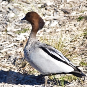 Chenonetta jubata at Fyshwick, ACT - 30 May 2021 11:34 AM