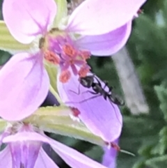 Formicidae (family) (Unidentified ant) at Red Hill to Yarralumla Creek - 13 Aug 2021 by Tapirlord