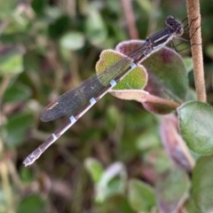 Austrolestes leda (Wandering Ringtail) at Murrumbateman, NSW - 17 Aug 2021 by SimoneC