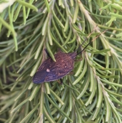 Poecilometis strigatus (Gum Tree Shield Bug) at Weston, ACT - 17 Aug 2021 by LOz
