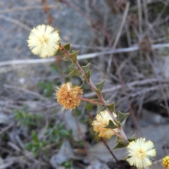 Acacia gunnii (Ploughshare Wattle) at Mount Taylor - 15 Aug 2021 by MatthewFrawley