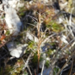 Aristida ramosa (Purple Wire Grass) at Mount Taylor - 15 Aug 2021 by MatthewFrawley