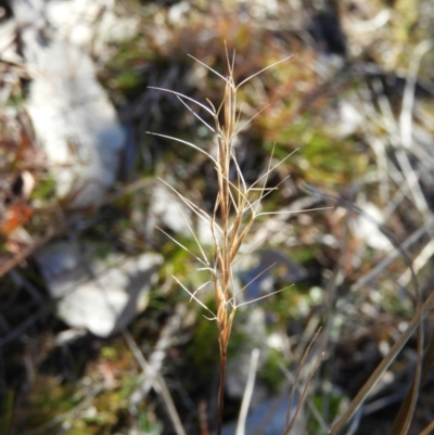 Aristida ramosa (Purple Wire Grass) at Mount Taylor - 15 Aug 2021 by MatthewFrawley