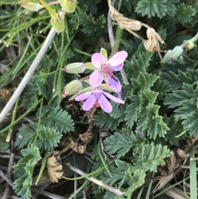 Erodium cicutarium (Common Storksbill, Common Crowfoot) at Red Hill to Yarralumla Creek - 13 Aug 2021 by Tapirlord