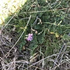 Erodium cicutarium at Deakin, ACT - 13 Aug 2021