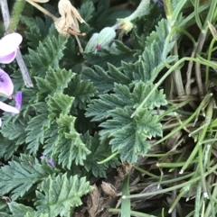 Erodium cicutarium at Deakin, ACT - 13 Aug 2021