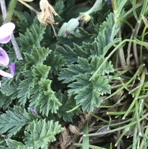 Erodium cicutarium at Deakin, ACT - 13 Aug 2021