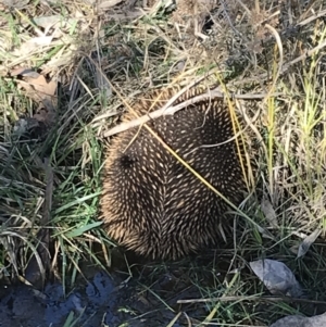 Tachyglossus aculeatus at Deakin, ACT - 13 Aug 2021 01:40 PM