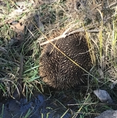 Tachyglossus aculeatus at Deakin, ACT - 13 Aug 2021