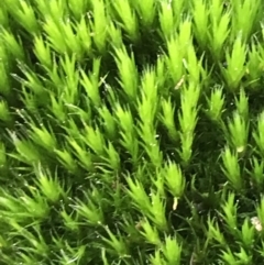 Campylopus (A moss) at Deakin, ACT - 13 Aug 2021 by Tapirlord